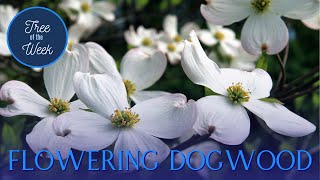 Tree of the Week: Flowering Dogwood