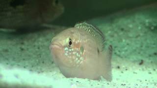 Fish Species Episode 5 - Jewel Cichlid