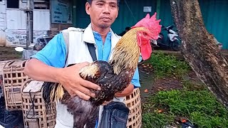 Download lagu HARGA AYAM PELUNG ORI ASLI CIANJUR DI PASAR SUMPIUH BANYUMAS mp3
