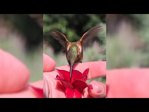 How to catch a Hummingbird (Part 2)