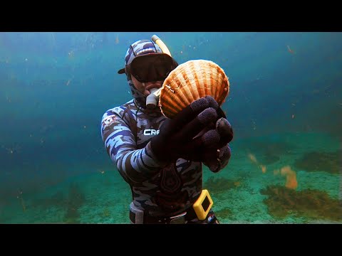 Hand Diving Giant Scottish Scallops with Complete Beginners!