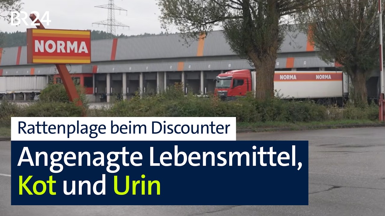 Rattenplage beim Discounter Norma: Wie kann es dazu kommen? | Abendschau | BR24