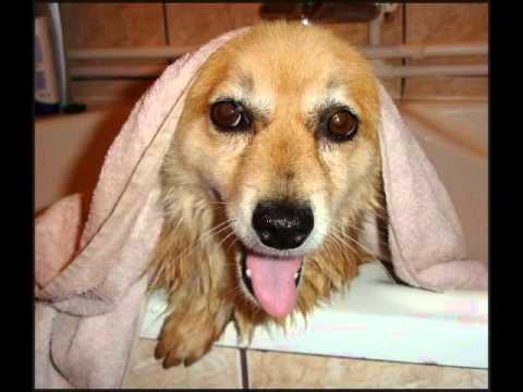 NELU - 3 yearold Corgi Cross, looking for a Forever Home