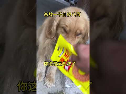 屡教不改，要是它能带我去取蜂蜜就好了#金毛#搞笑