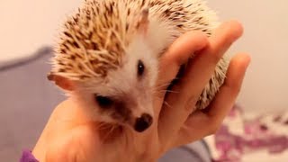 How To Tame a Hedgehog