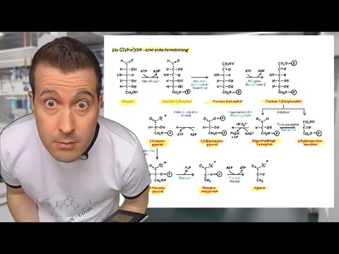 Die Glykolyse - eine erste Orientierung | Glykolyse und Gluconeogenese (5.2.1)