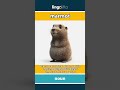 marmot - a chubby, furry animal that... video thumbnail