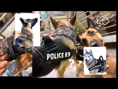 24x7 eMall K9 Police Dog Harness