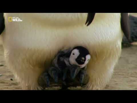 Divoká Antarktida (Wild Antarctica) - jak tučňáci přežívají drsnou antarktickou zimu