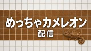 めっちゃカメレオン　同化してみせるぜ　配信