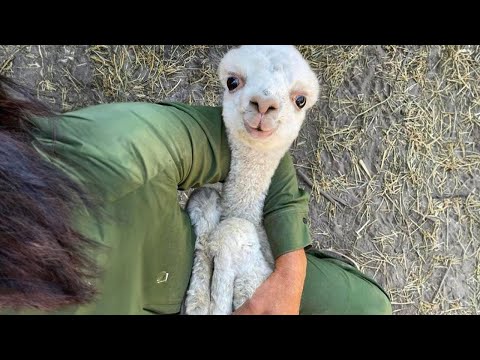 Les vidéos d'animaux les plus drôles de 2023 ! 🤣 il est difficile de ne pas rire