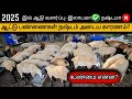 செம்மறி ஆடு வளர்ப்பு இலாபமா நஷ்டமா இ�