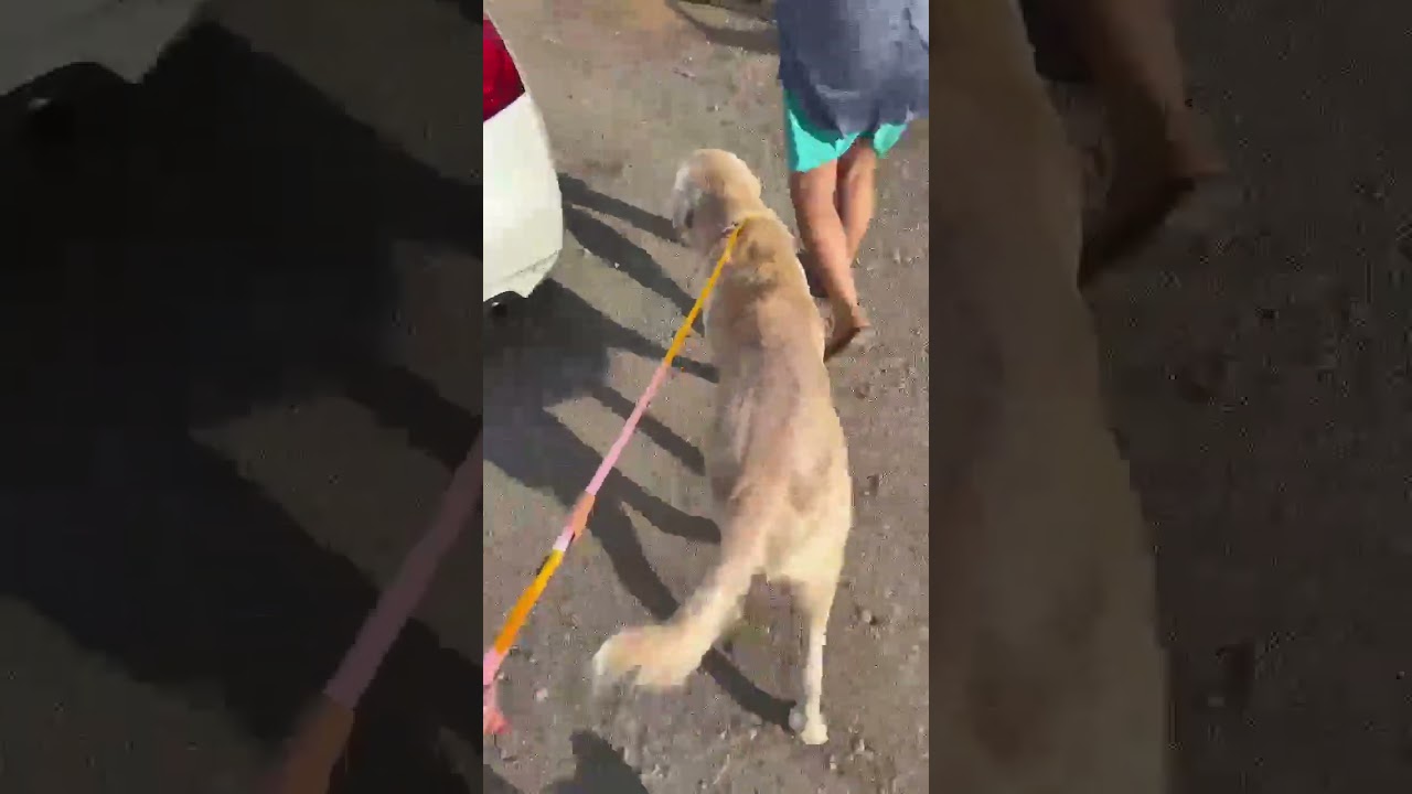These Desperate Pups video
