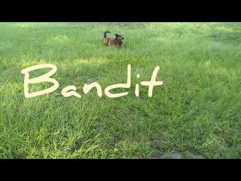 Shores Pet Retreat one love cage free pet sitting doggy daycare.