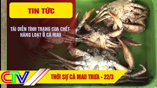 THỜI SỰ CÀ MAU TRƯA 22-3-2024 | TÁI DIỄN TÌNH TRẠNG CUA CHẾT HÀNG LOẠT Ở CÀ MAU.