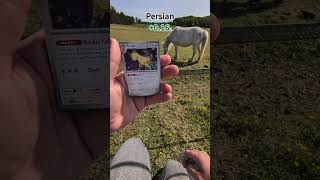 Opening 151 with Ponyta!! #pokemon #pokemoncards #tcg #tcgcommunity #pokemontcg