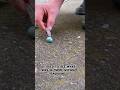 What Was Wrong With This Bird Egg Birdegg