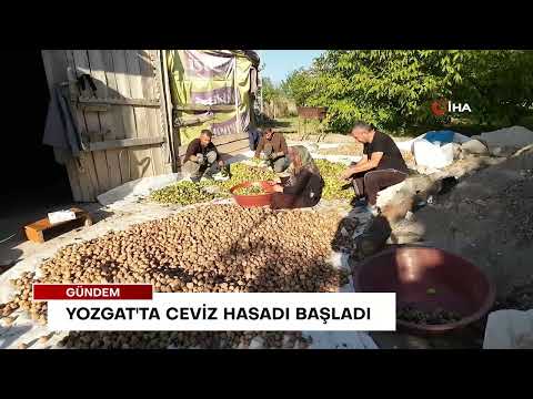 Yozgat'ta ceviz hasadı başladı | İleri Gazetesi