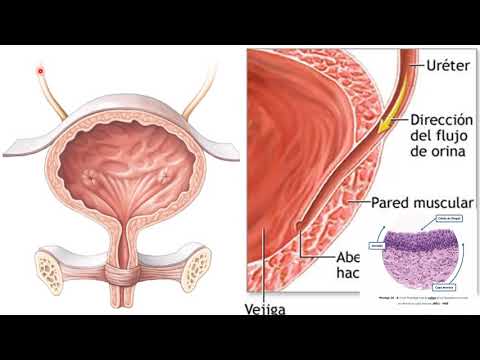 Almacenamiento de la orina y micción