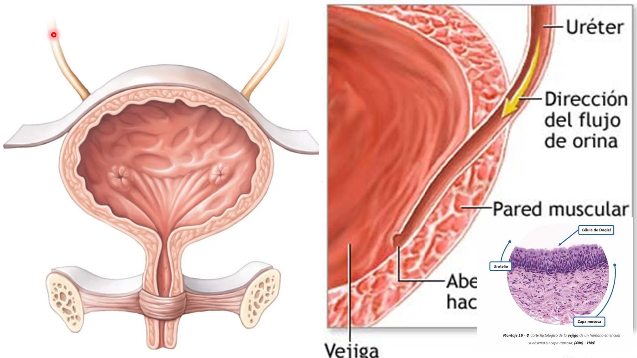Almacenamiento de la orina y micción