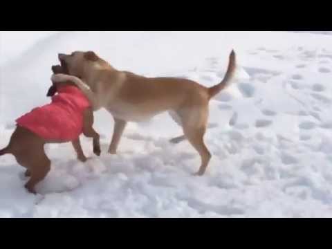 Mi perro gruñe