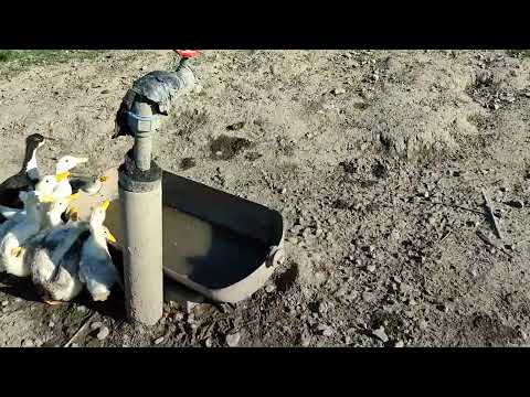 am scos boboci de rata afara