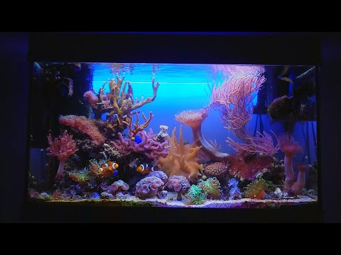 Akwarium morskie prezentacja