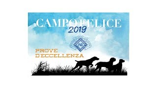 Saffo, Spinone Italiano