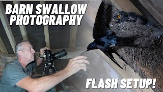 Photographing Swallows In A Barn (Flash Setup)