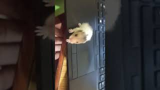 Syrian Hamster Rodents Videos