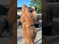 How my gigantic fluffy dog fits in a backpack! #dogbackpack #dogdad #bigdog