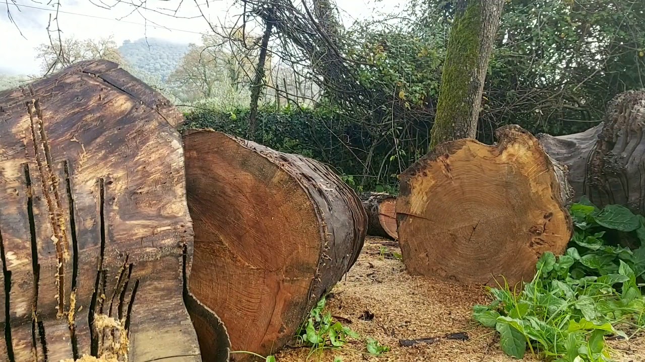 Watch Oleomac GHS 510 chainsaw Now Oleomac GHS 510 chainsaw