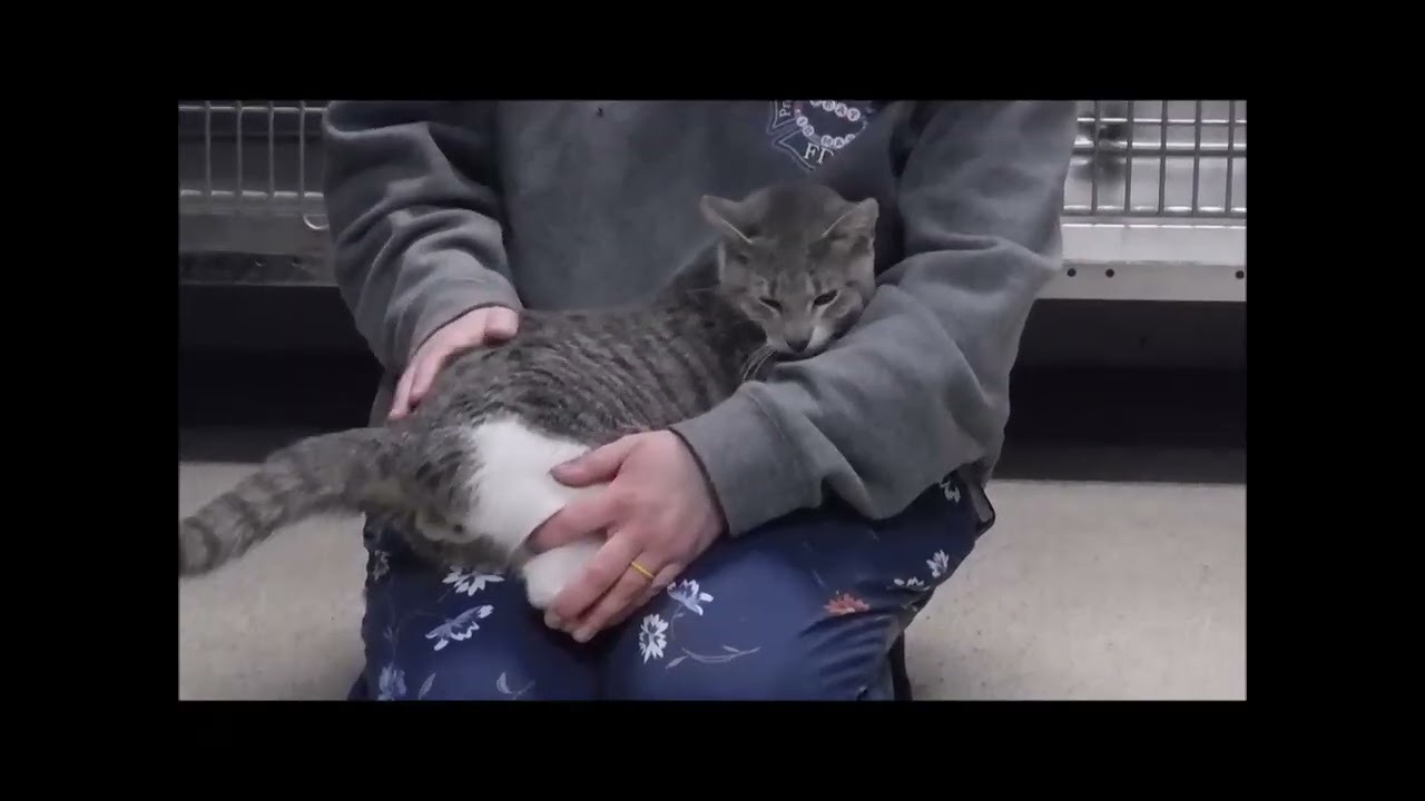PICASSO, an adoptable Tabby in Ironwood, MI video 6/6