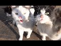 Hungry Cats Meow Very Loudly With Puppies