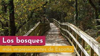 Bosques de España más impresionantes