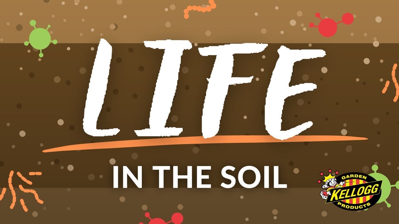 Life in the Soil