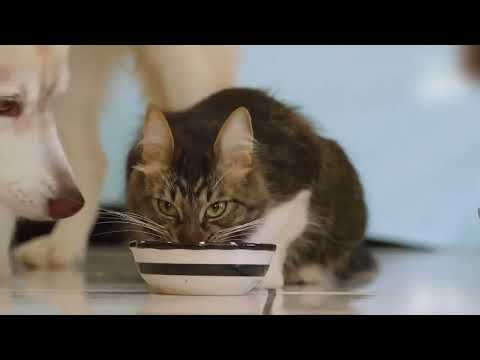 These Animals Raised Other People's Cubs