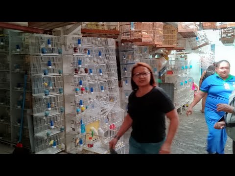 RECIFE FEIRA DE PÁSSAROS DA MADALENA TEM AVES COELHOS PATO RAHMITER PAVÃO GANSO