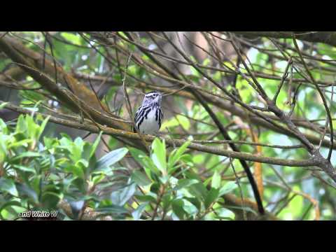 Super inquieta (Black-and-white Warbler)