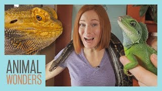 All Of Our Reptiles! by Animal Wonders