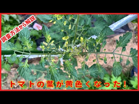 トマト: 苗の葉が黄色くなっているのはなぜですか?何をするか？  庭園