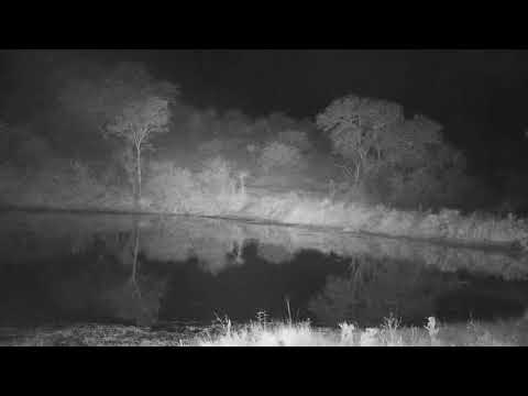 Djuma: Hyenas, Lions and Jackal.. oh my!! - 20:47 - 06/05/21