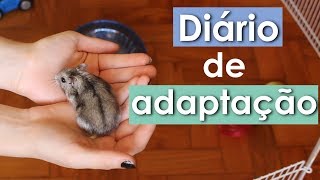 Amansando minha hamster - Diário de adaptação
