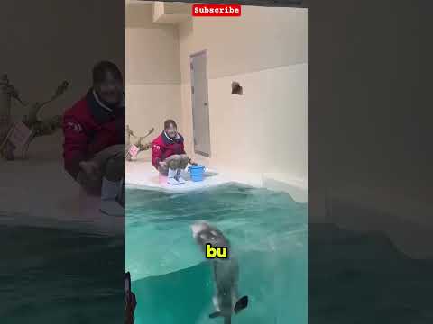 Asla pes etmeyen en sevimli deniz samuru