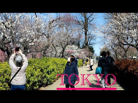 Plum Blossom - Walking tour early Spring in Tokyo city | Japan Walk @Explore-Japan