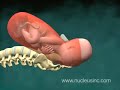 3D Medical Animation of Natural Childbirth