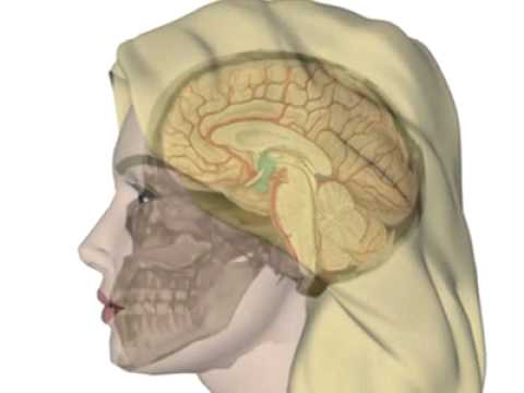 Basisinformationen über Hypothalamus und Hypophyse