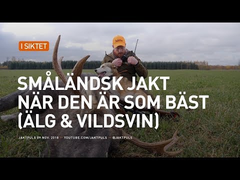 Småländsk jakt när den är som bäst! (Älg & Vildsvin)