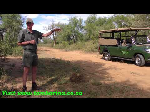 Saseke Safaris - Komatipoort