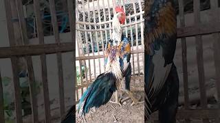 Download lagu muda belia mp3